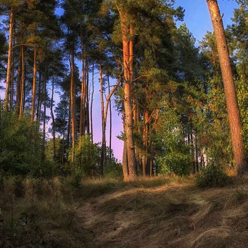 Ограничения на посещение лесов