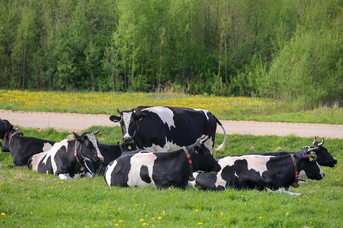 Животноводство