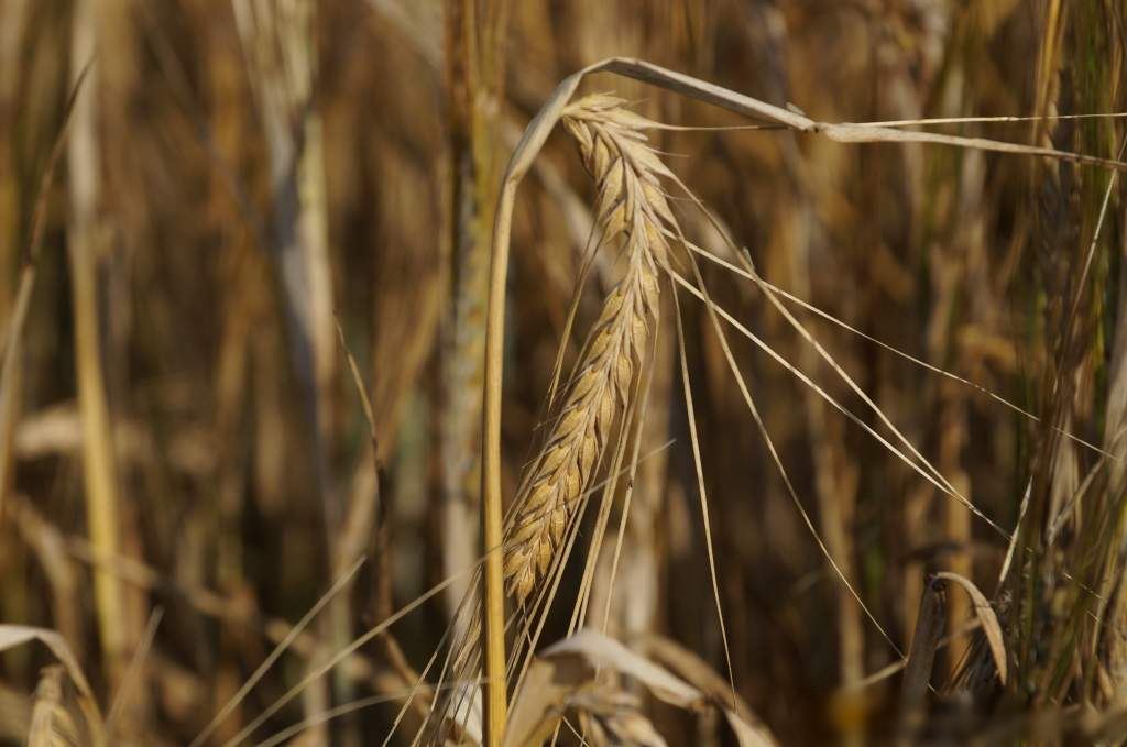 Бригадир производственной бригады