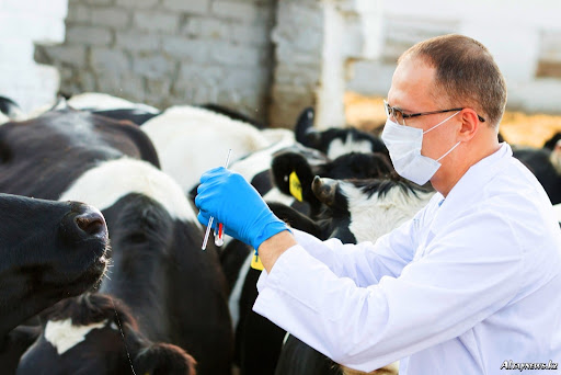 Ветеринарный фельдшер